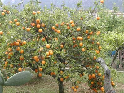 Orangenbaum in Soller auf Mallorca