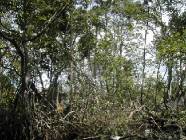  lagune-gri-gri Fotos mangoven
