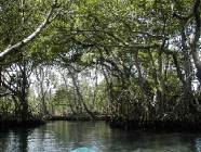 Lagune Gri Gri Mangroven