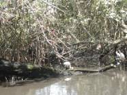 Fotos mangroven-c