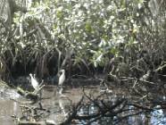 Fotos mangroven-d