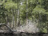 lagune-gri-gri Foto mangroven-fluss