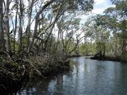 Fotos mangroven-fluss