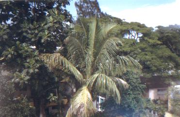 Blick auf die Palme im Hof des Hotels