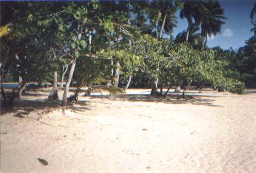 Palmenstrand in Las Terrenas