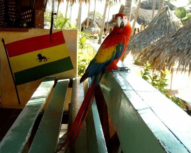 der hauseigene Papagei vom  Hotel LTI Beach Resort Punta Cana